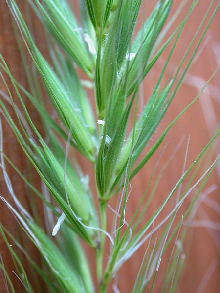 500 CANADIAN RYE Elymus Canadensis Grain Grazing Grass Ground Cover Se ...