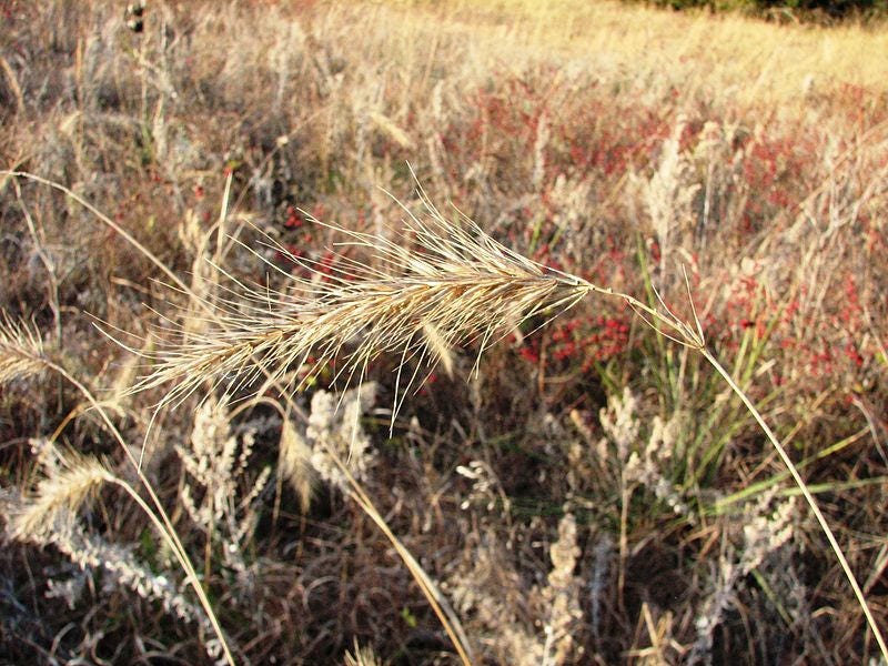 500 CANADIAN RYE Elymus Canadensis Grain Grazing Grass Ground Cover Seeds