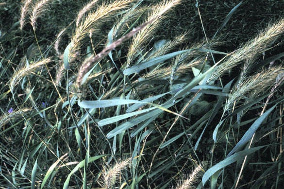 500 CANADIAN RYE Elymus Canadensis Grain Grazing Grass Ground Cover Seeds