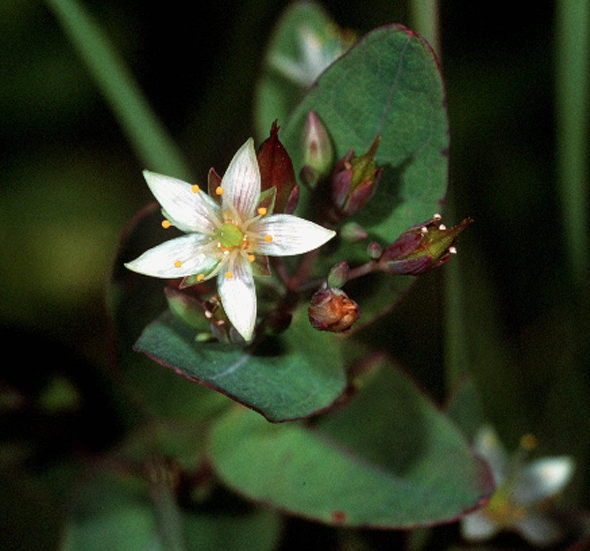 50 Marsh SAINT JOHN'S WORT Hypericum Virginicum Pink Mauve Flower Seeds