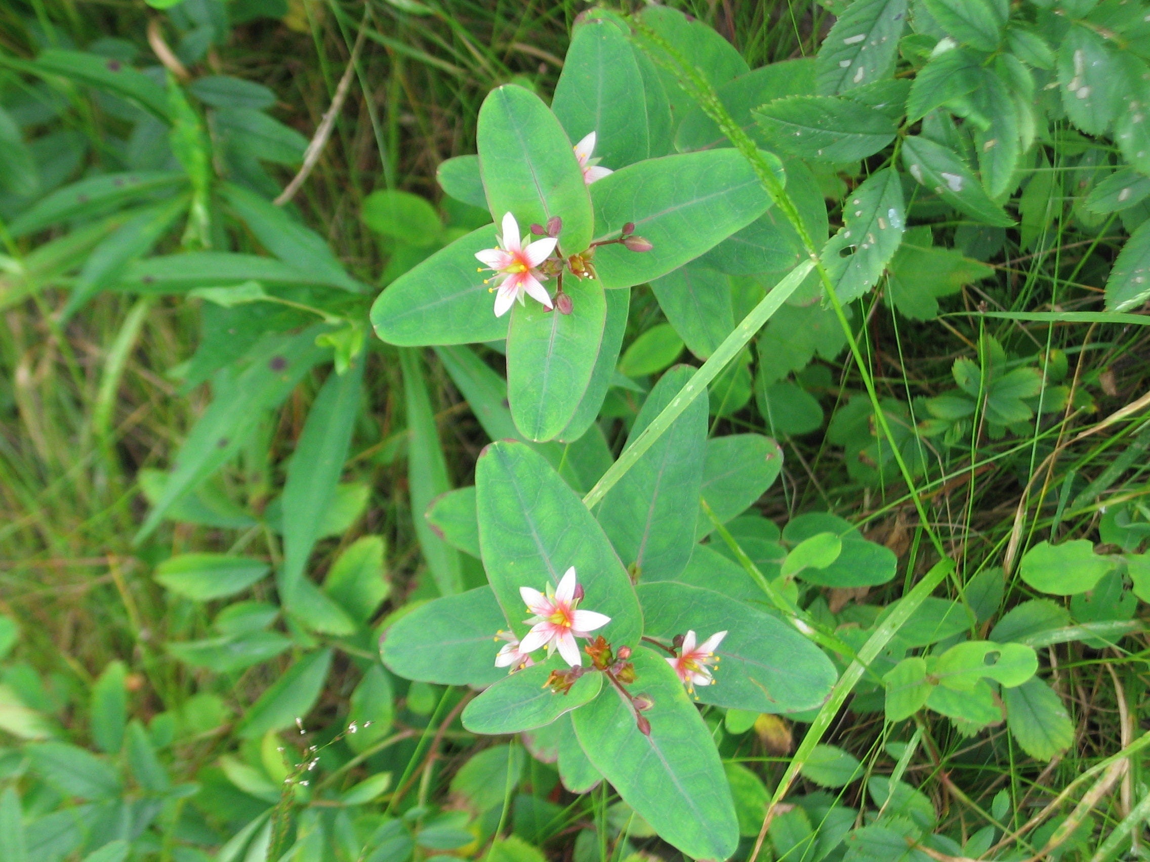 50 Marsh SAINT JOHN'S WORT Hypericum Virginicum Pink Mauve Flower Seeds