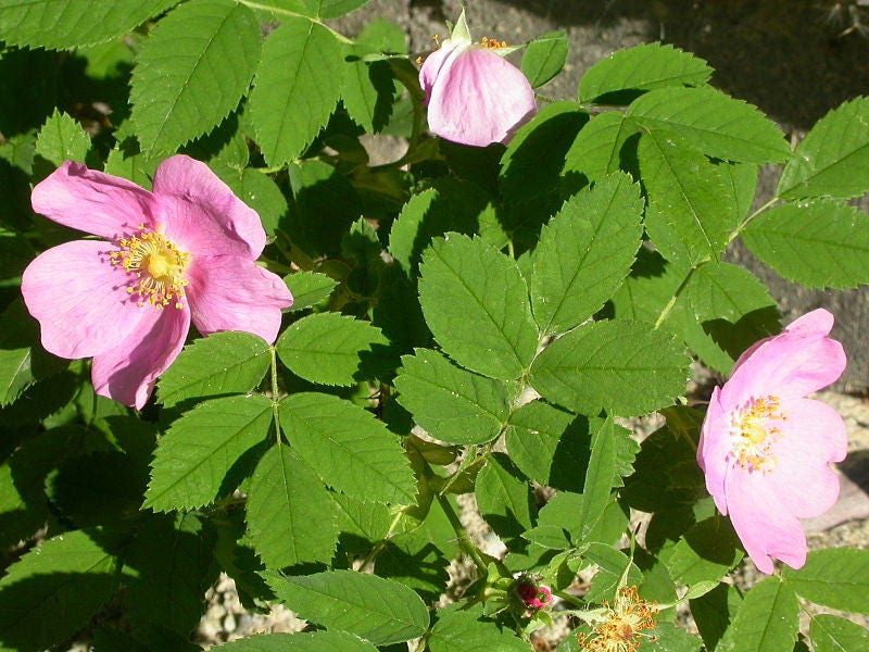 15 Pink WOOD'S ROSE Bush Mountain Rose Rosa Woodsii Fragrant Flower Seeds