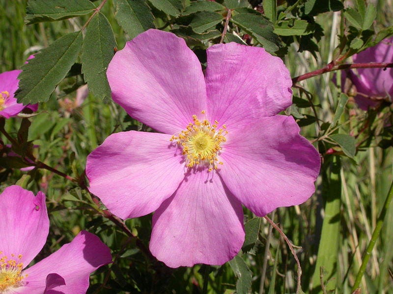 15 Pink WOOD'S ROSE Bush Mountain Rose Rosa Woodsii Fragrant Flower Seeds