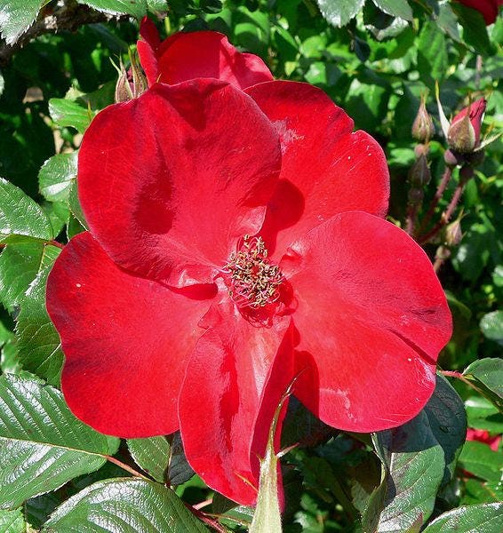 30 JAPANESE RED ROSE Bush Rosa Rugosa Rubra Rugrose Fragrant Flower Seeds