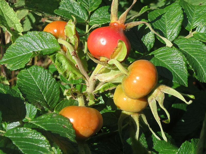 30 JAPANESE RED ROSE Bush Rosa Rugosa Rubra Rugrose Fragrant Flower Seeds