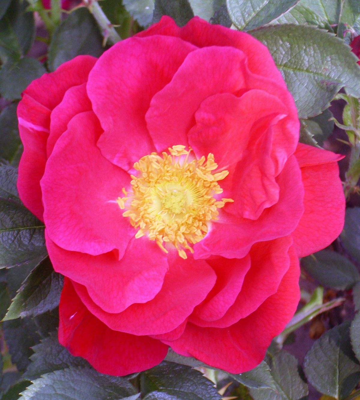 30 JAPANESE RED ROSE Bush Rosa Rugosa Rubra Rugrose Fragrant Flower Seeds