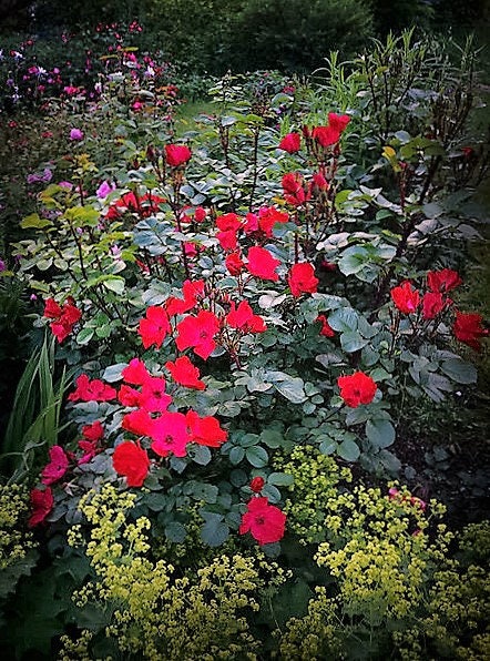 30 JAPANESE RED ROSE Bush Rosa Rugosa Rubra Rugrose Fragrant Flower Seeds