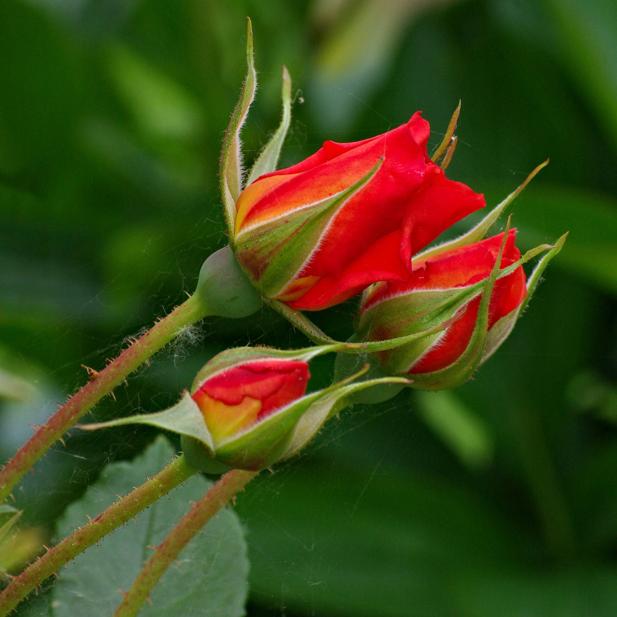 30 JAPANESE RED ROSE Bush Rosa Rugosa Rubra Rugrose Fragrant Flower Seeds