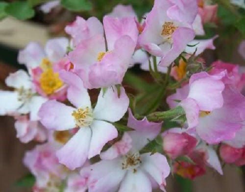 25 Mixed Colors ANGEL WINGS Miniature ROSE Bush Mix Rosa Chinensis Flower Seeds