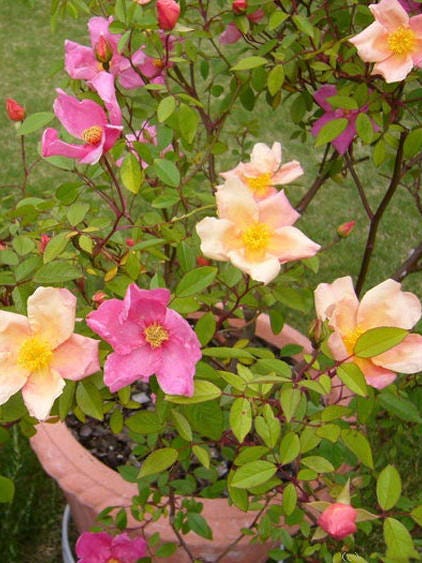25 Mixed Colors ANGEL WINGS Miniature ROSE Bush Mix Rosa Chinensis Flower Seeds