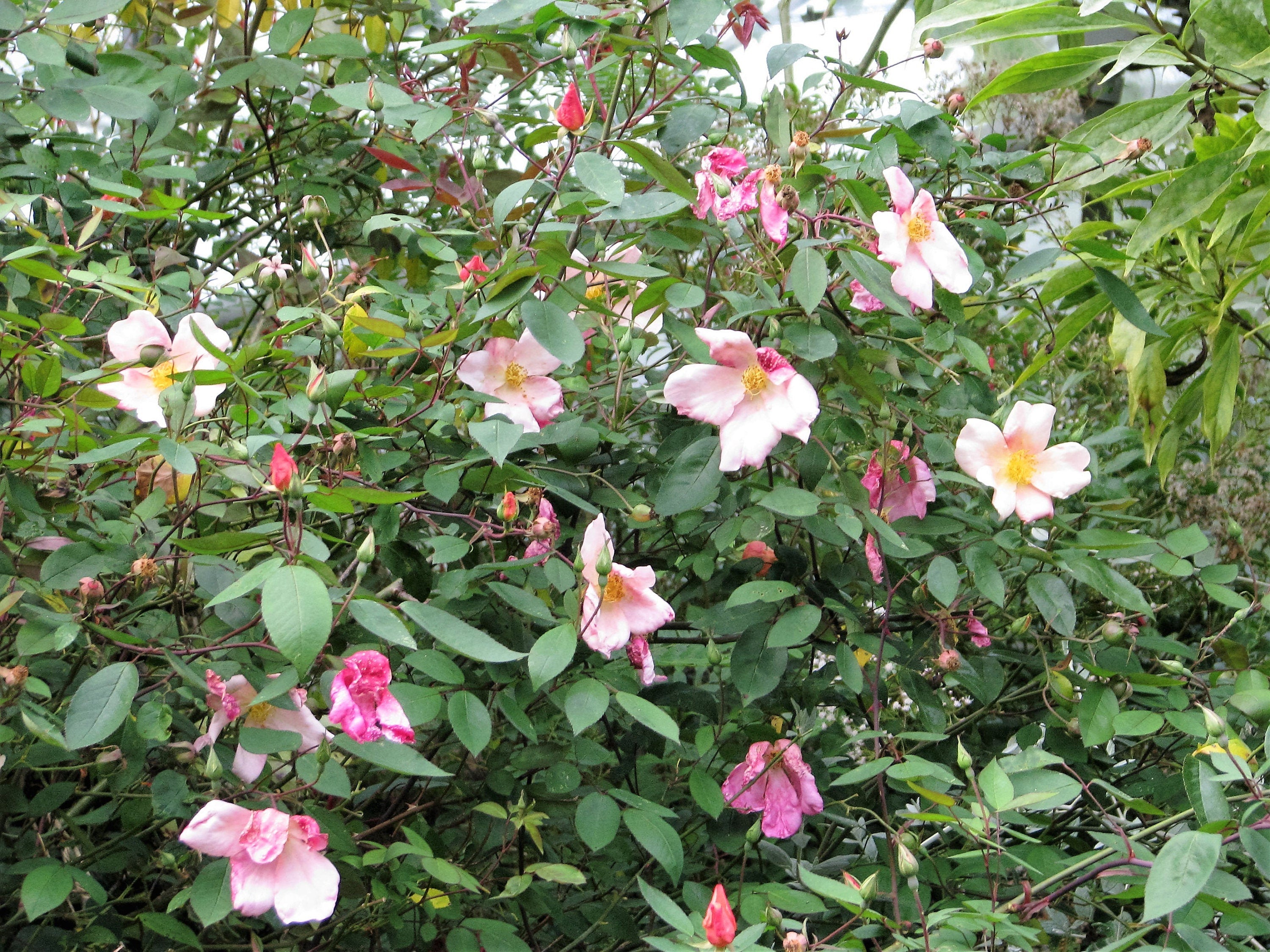 25 Mixed Colors ANGEL WINGS Miniature ROSE Bush Mix Rosa Chinensis Flower Seeds
