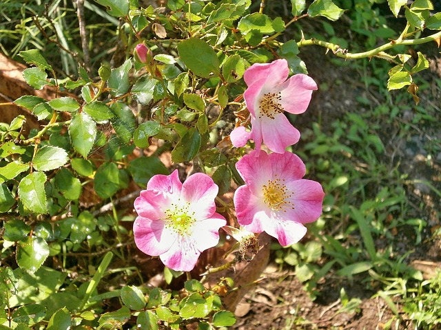 25 Mixed Colors ANGEL WINGS Miniature ROSE Bush Mix Rosa Chinensis Flower Seeds