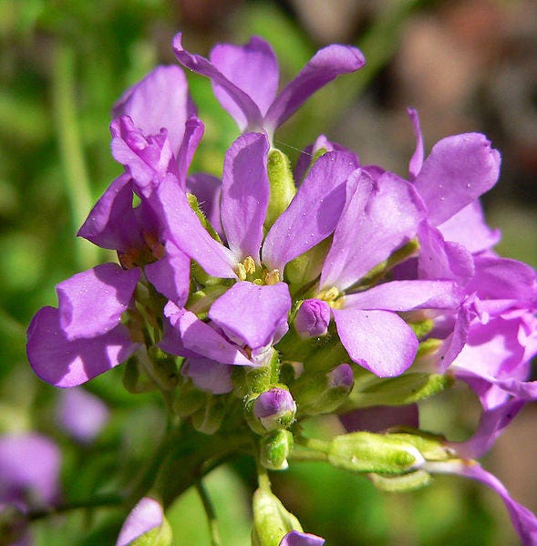 150 SPRING CHARM ROCKCRESS Rose Rock Cress Arabis Arendsii Flower Mix Seeds