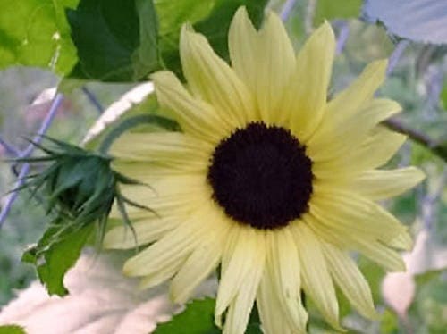 50 VANILLA ICE SUNFLOWER Two Tone Light Yellow Helianthus Annuus Flower Seeds