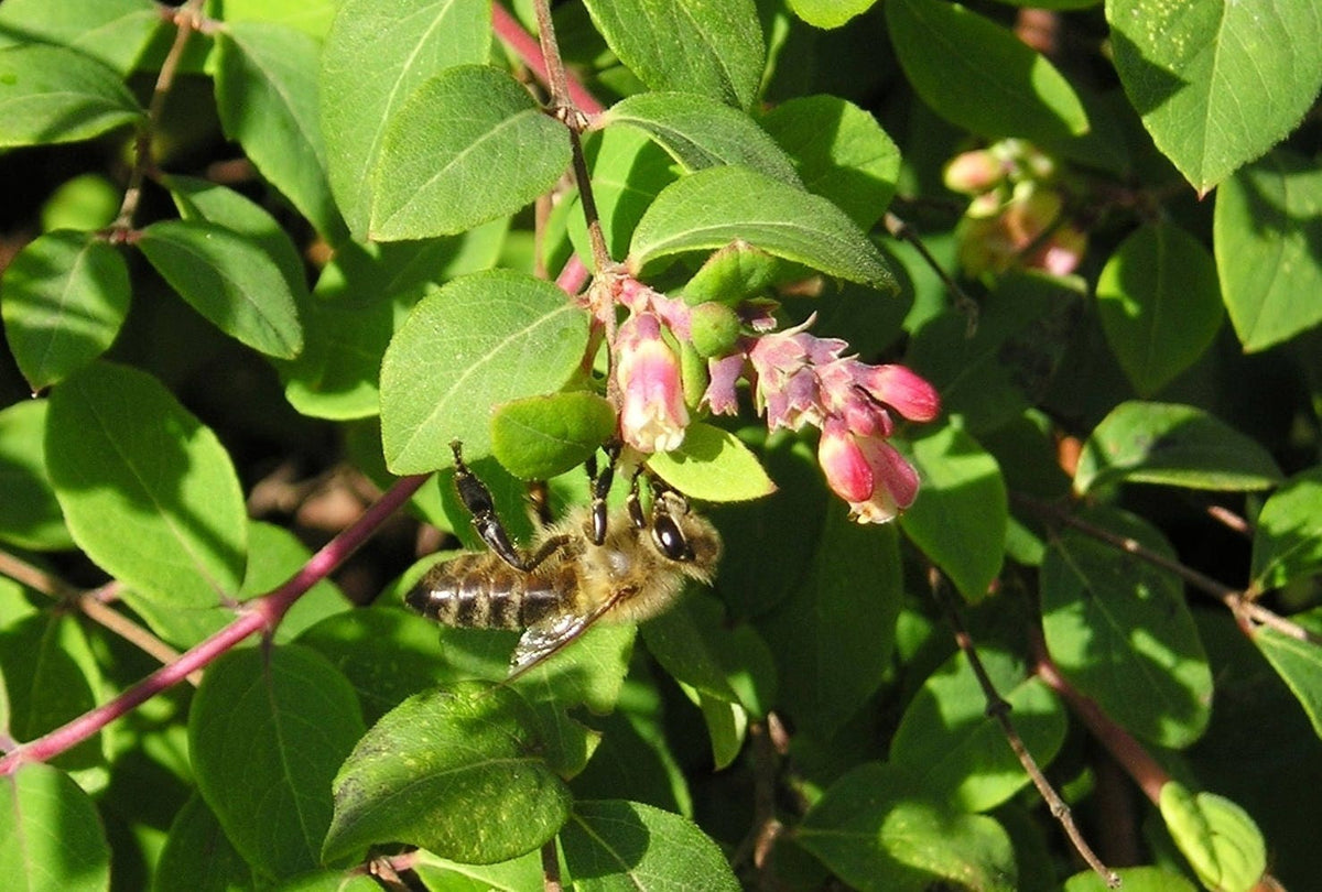 30 WESTERN SNOWBERRY Shrub White Pink Flower Symphoricarpos Occidentalis Seeds