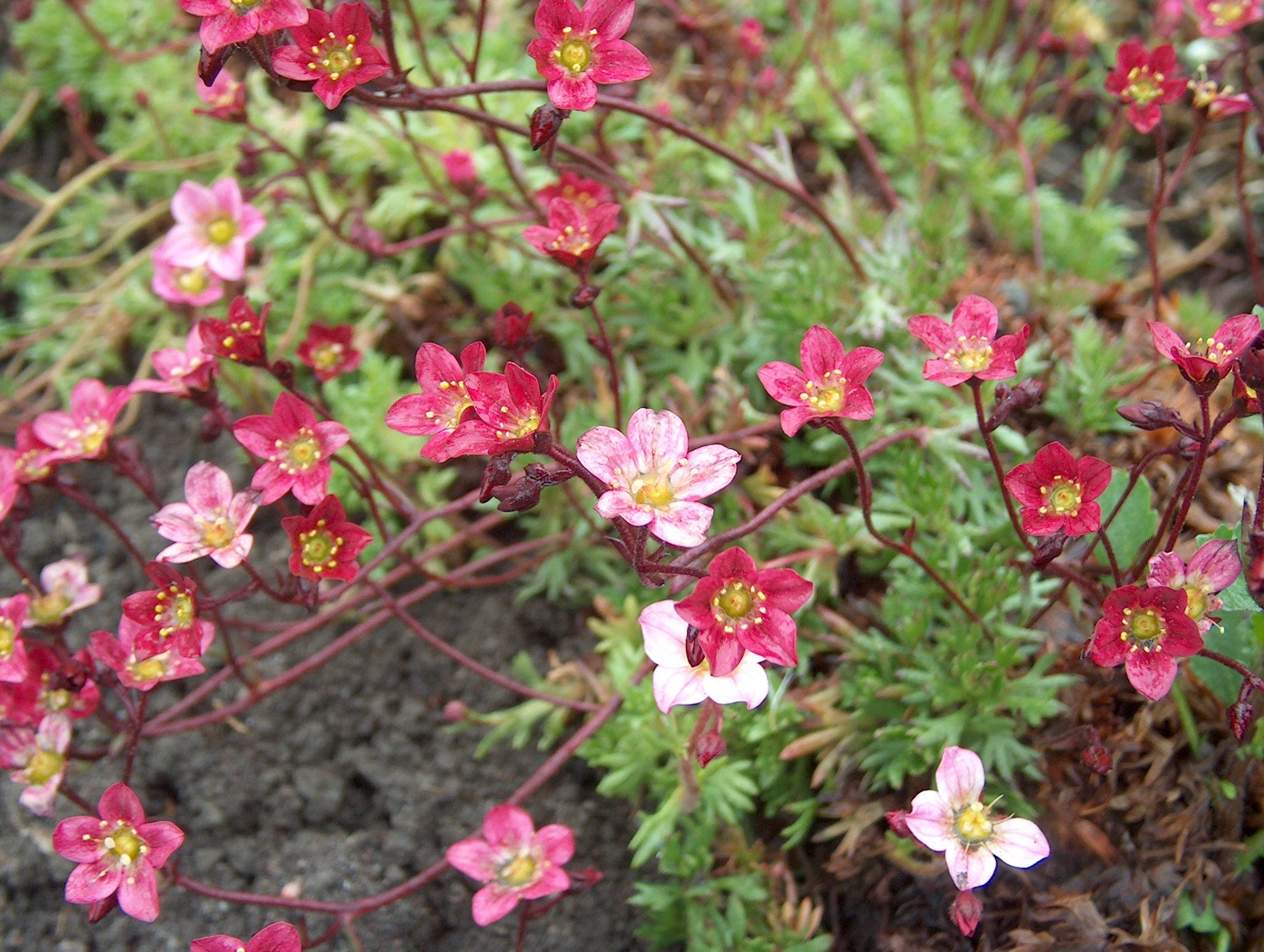 50 ROSE ROBE SAXIFRAGA Arendsii Mossy Rockfoil Evergreen Flower Seeds
