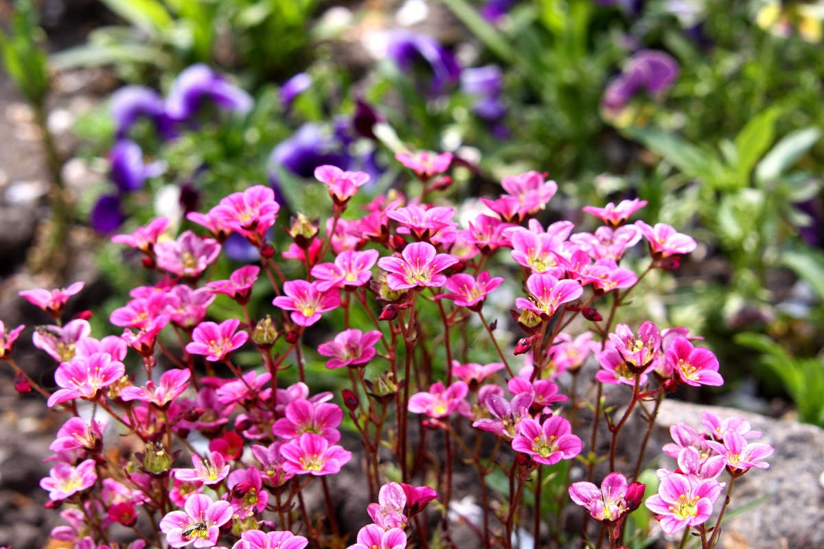 50 ROSE ROBE SAXIFRAGA Arendsii Mossy Rockfoil Evergreen Flower Seeds