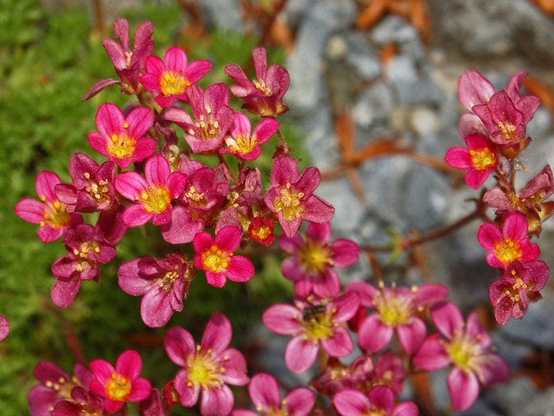 50 ROSE ROBE SAXIFRAGA Arendsii Mossy Rockfoil Evergreen Flower Seeds