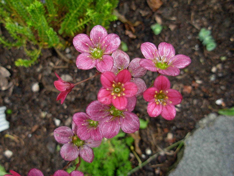 50 ROSE ROBE SAXIFRAGA Arendsii Mossy Rockfoil Evergreen Flower Seeds