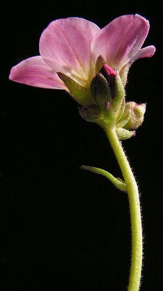 50 ROSE ROBE SAXIFRAGA Arendsii Mossy Rockfoil Evergreen Flower Seeds