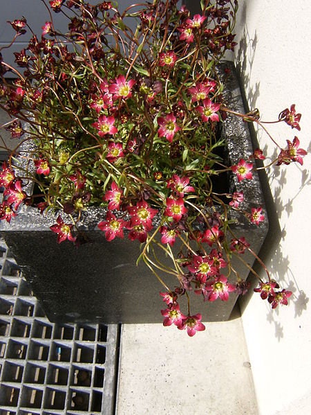 50 PURPLE ROBE SAXIFRAGA Arendsii Moss Rockfoil Evergreen Flower Seeds