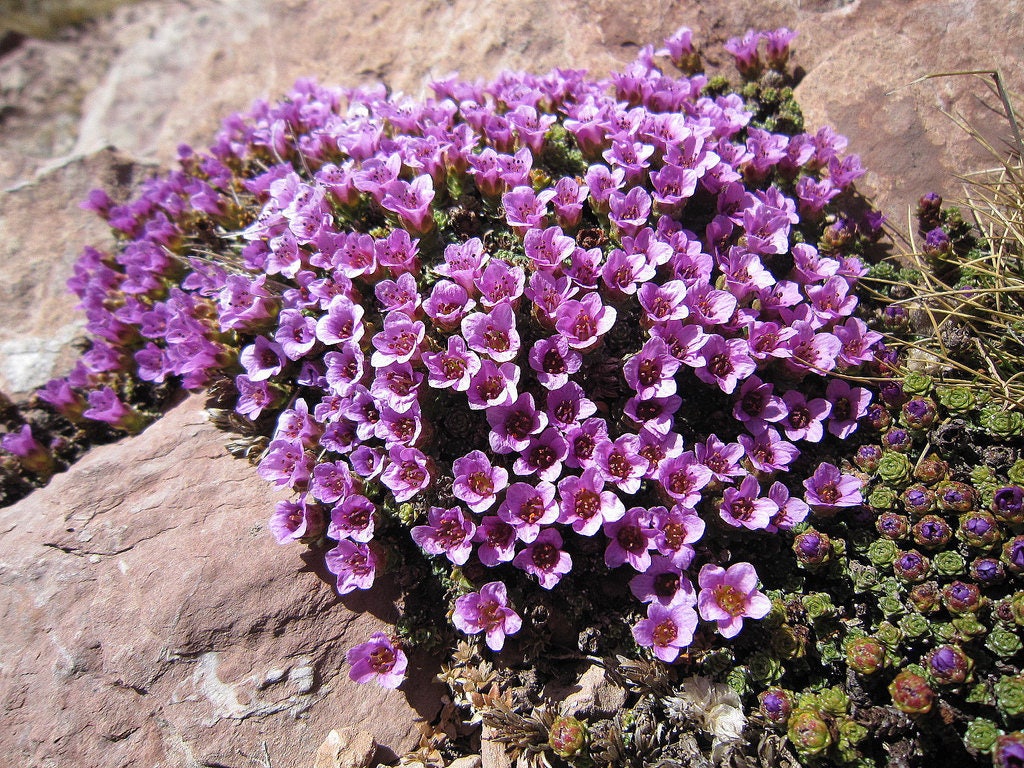 50 PURPLE ROBE SAXIFRAGA Arendsii Moss Rockfoil Evergreen Flower Seeds