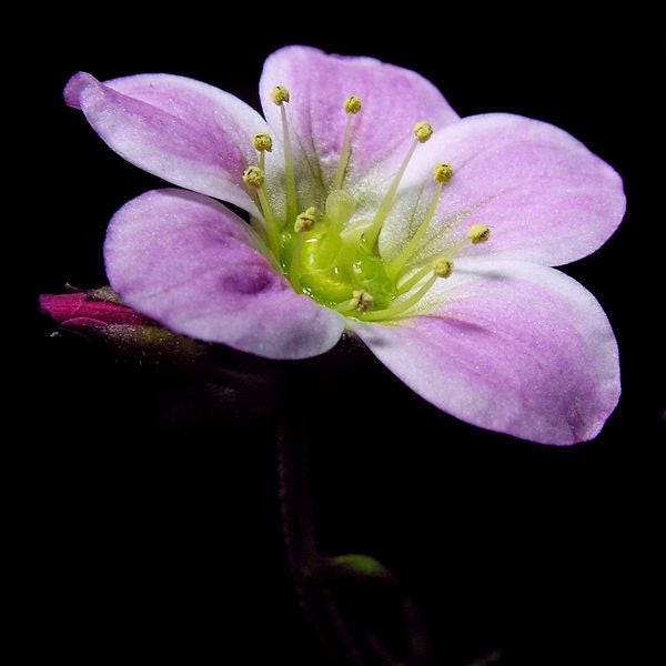 50 PURPLE ROBE SAXIFRAGA Arendsii Moss Rockfoil Evergreen Flower Seeds