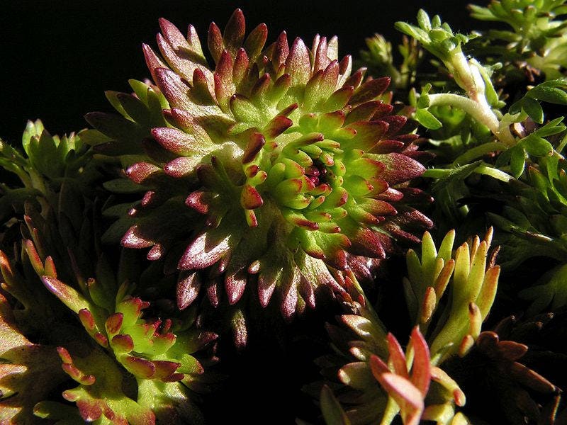 50 PURPLE ROBE SAXIFRAGA Arendsii Moss Rockfoil Evergreen Flower Seeds