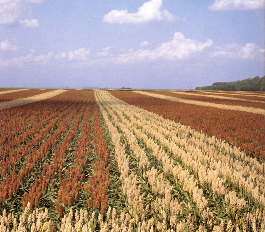 20 Syrup ROX ORANGE SORGHUM Waconia Sugar Cane Bicolor Vegetable Grain Seeds