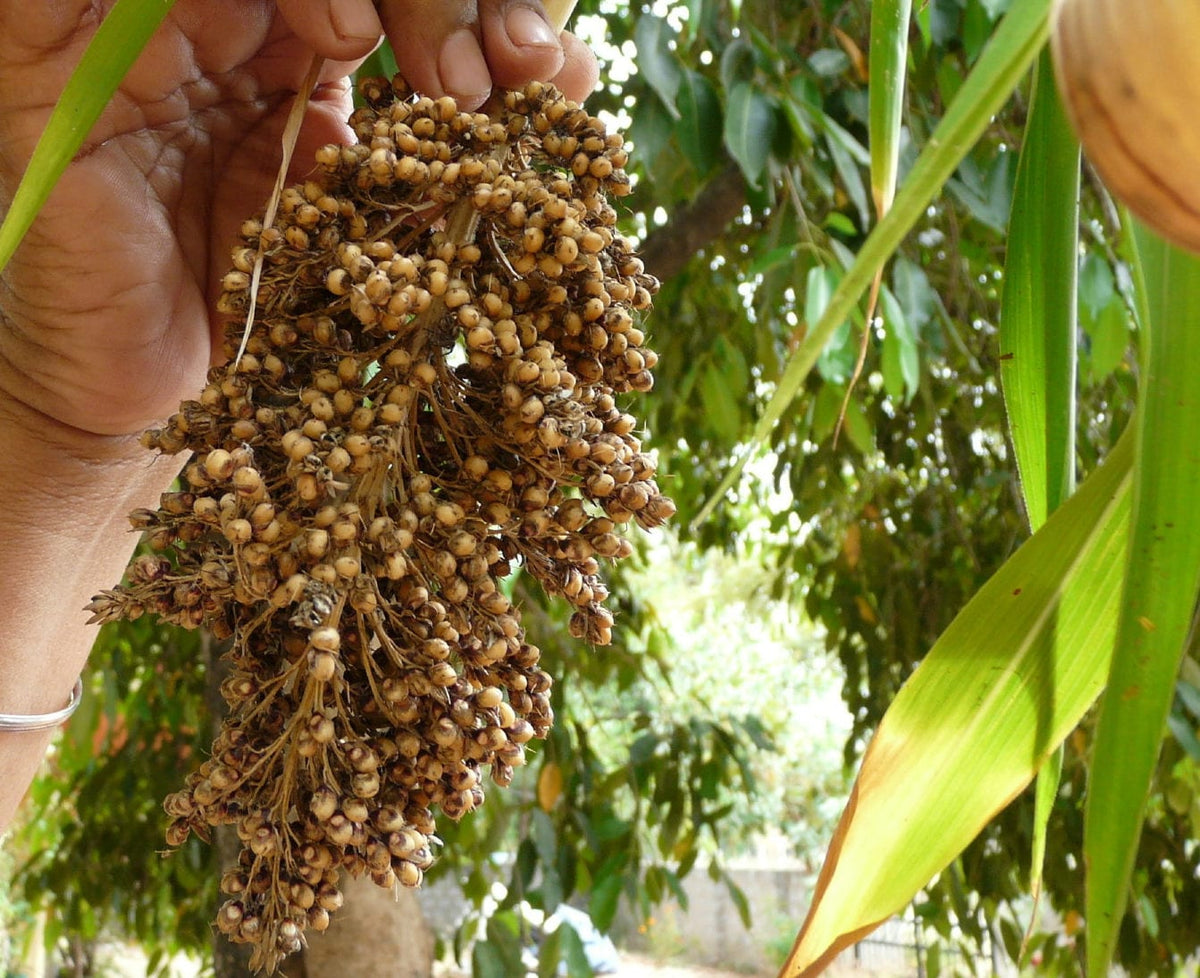 50 TOP 76-6 SORGHUM Bicolor Syrup Flour Grain Vegetable Seeds