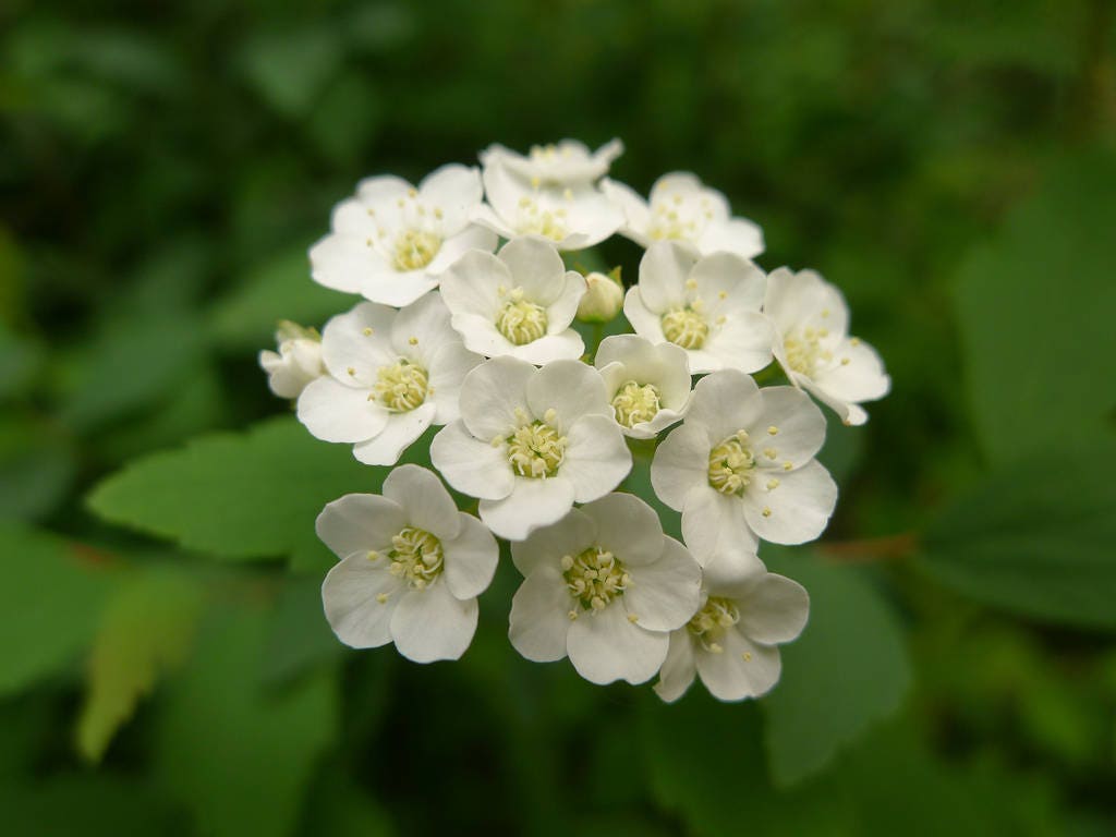 50 White CHINESE SPIREA Spiraea Chinensis Flower Bush Shrub Seeds
