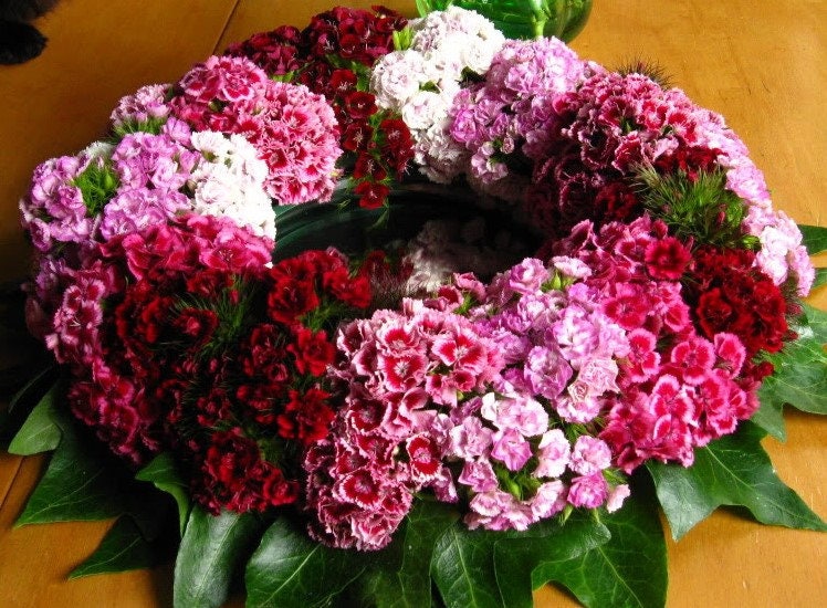 100 WEE Willie Dwarf SWEET WILLIAM Mixed Colors Dianthus Barbatus Flower Seeds