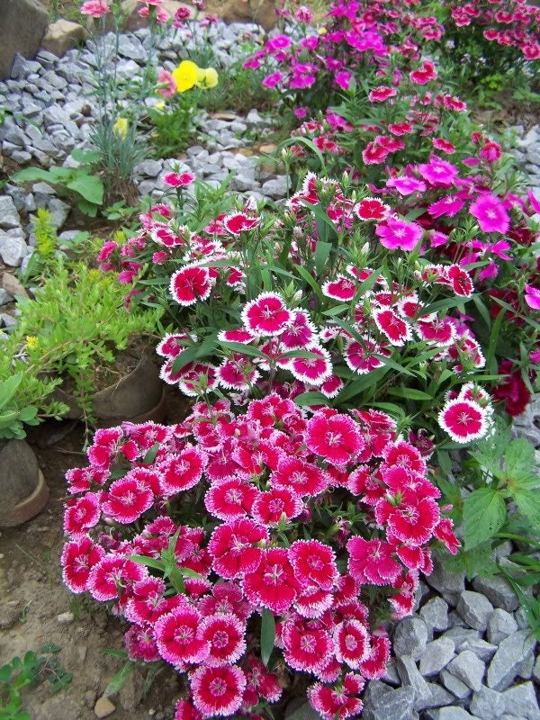 100 WEE Willie Dwarf SWEET WILLIAM Mixed Colors Dianthus Barbatus Flower Seeds