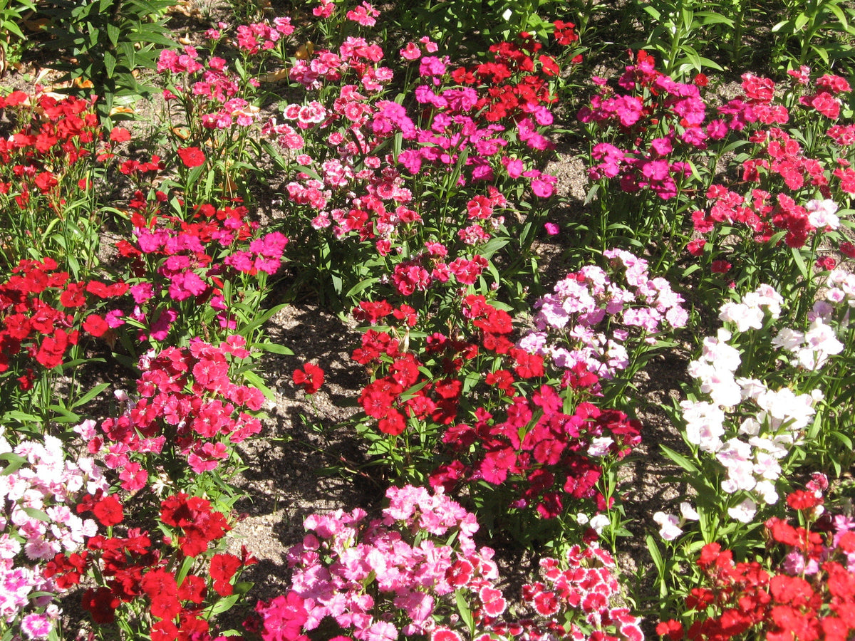 100 WEE Willie Dwarf SWEET WILLIAM Mixed Colors Dianthus Barbatus Flower Seeds