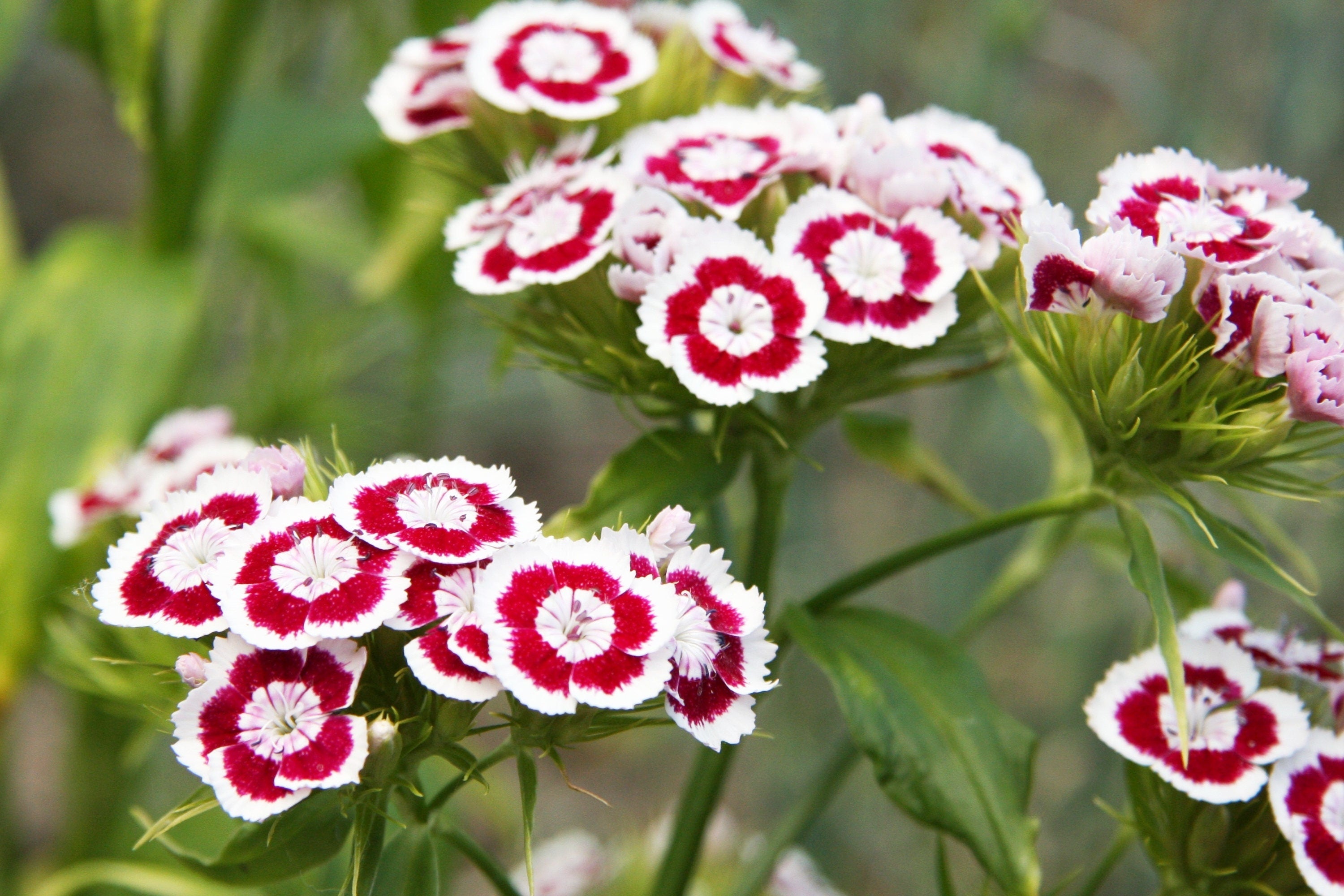 100 WEE Willie Dwarf SWEET WILLIAM Mixed Colors Dianthus Barbatus Flower Seeds