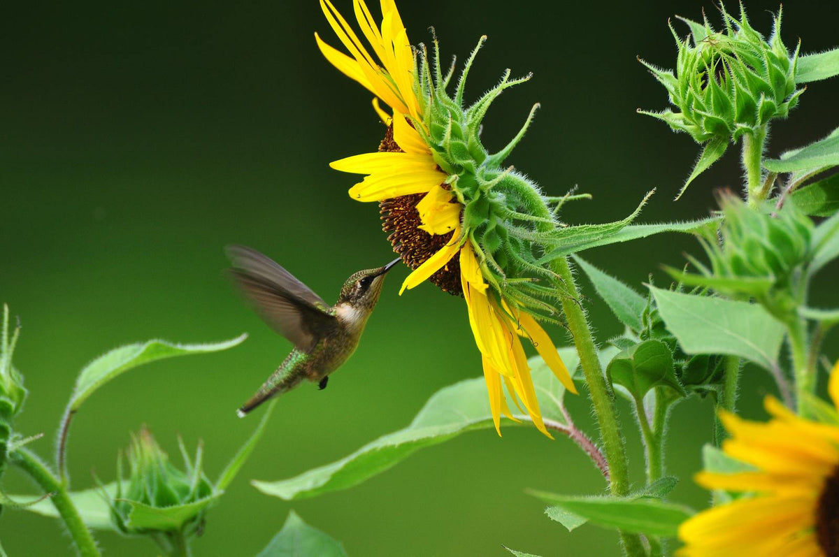 100 BLACK OIL SUNFLOWER Helianthus Annuus Yellow Hummingbird Bird Flower Seeds