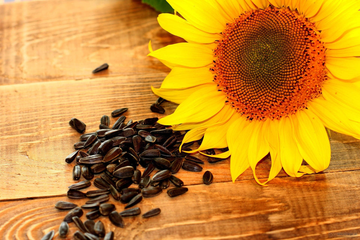 100 BLACK OIL SUNFLOWER Helianthus Annuus Yellow Hummingbird Bird Flower Seeds
