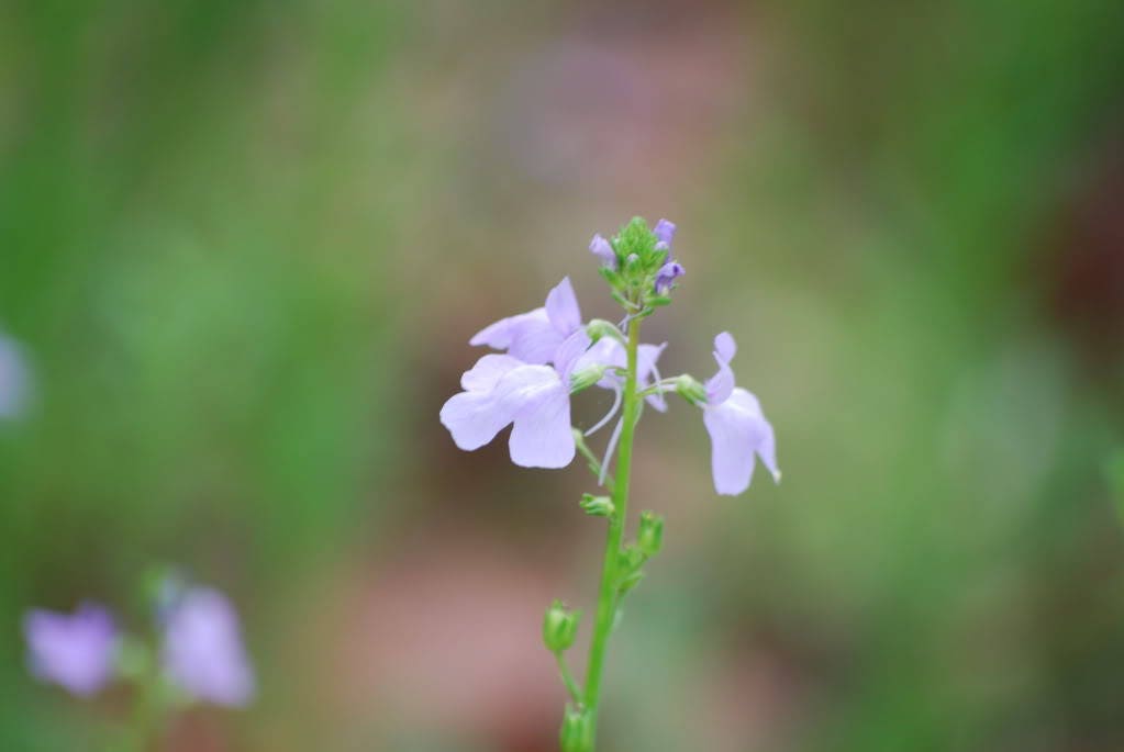100 BLUE TOADFLAX Linaria Canadensis Antirrhinum Canadian Flower Seeds