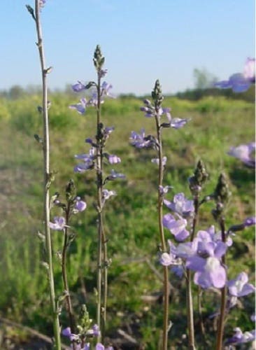 100 BLUE TOADFLAX Linaria Canadensis Antirrhinum Canadian Flower Seeds