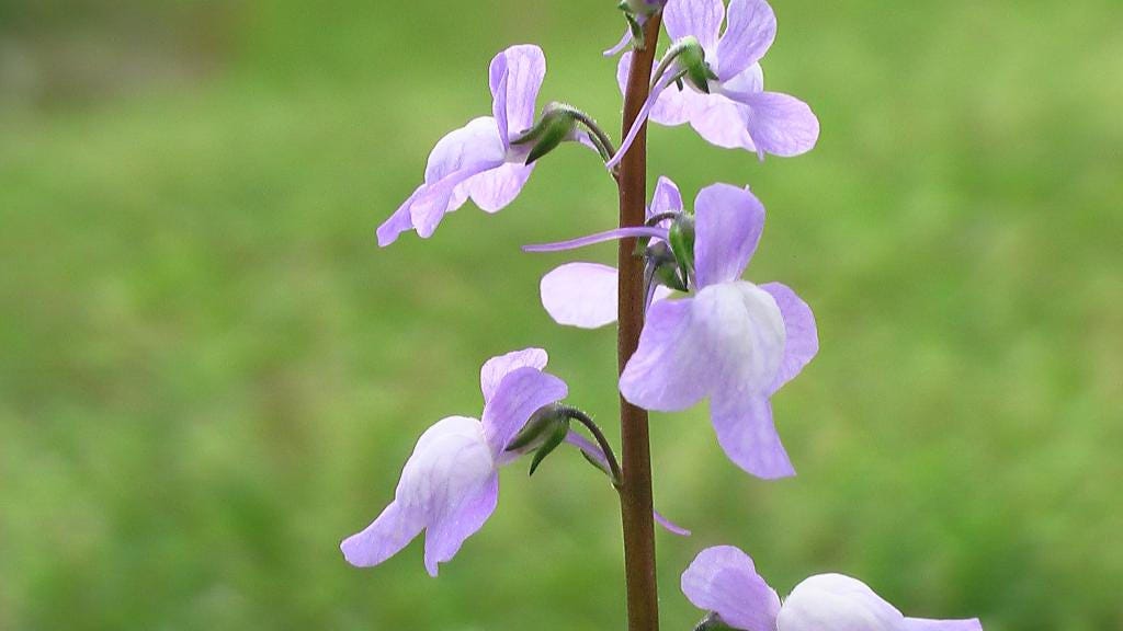 100 BLUE TOADFLAX Linaria Canadensis Antirrhinum Canadian Flower Seeds