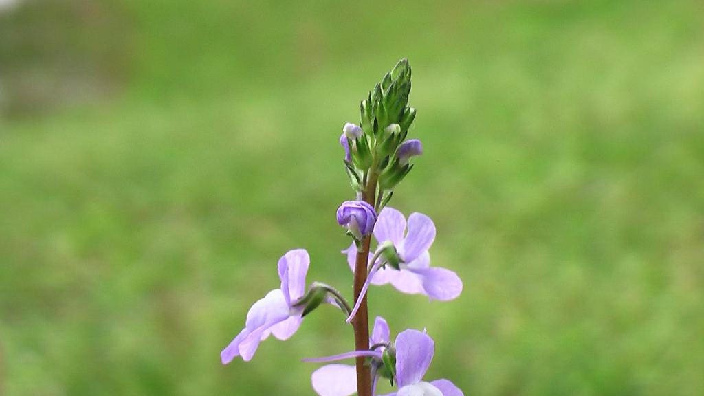 100 BLUE TOADFLAX Linaria Canadensis Antirrhinum Canadian Flower Seeds