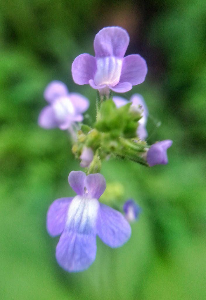 100 BLUE TOADFLAX Linaria Canadensis Antirrhinum Canadian Flower Seeds