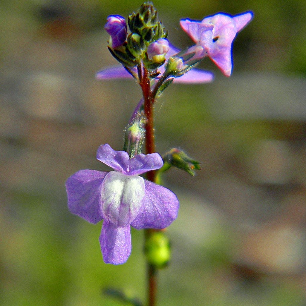 100 BLUE TOADFLAX Linaria Canadensis Antirrhinum Canadian Flower Seeds