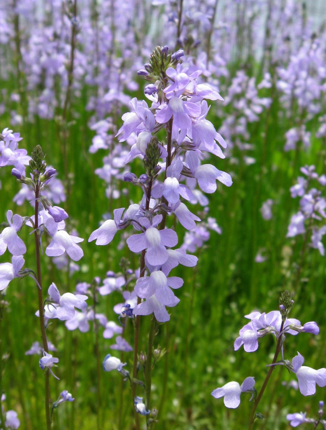 100 BLUE TOADFLAX Linaria Canadensis Antirrhinum Canadian Flower Seeds