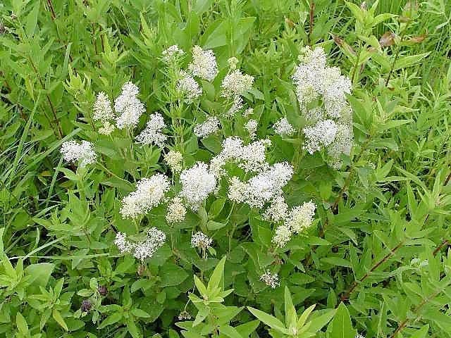 20 White NEW JERSEY TEA Hummingbird Flower Ceanothus Americanus Shrub Seeds