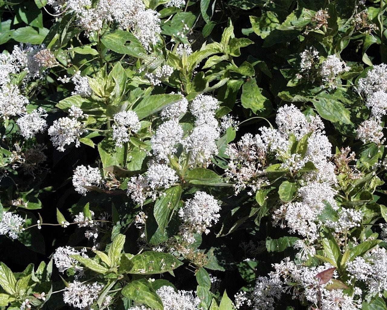 20 White NEW JERSEY TEA Hummingbird Flower Ceanothus Americanus Shrub Seeds