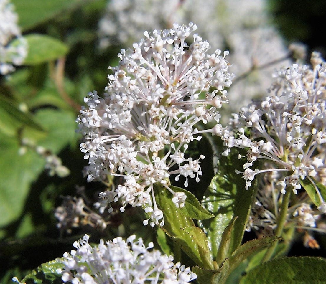 20 White NEW JERSEY TEA Hummingbird Flower Ceanothus Americanus Shrub Seeds