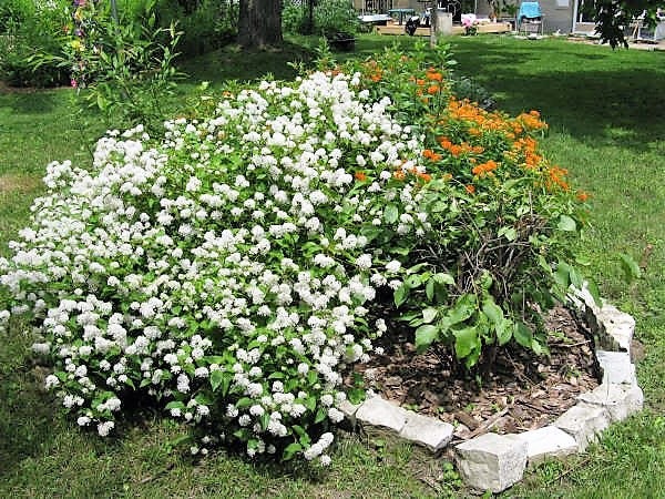 20 White NEW JERSEY TEA Hummingbird Flower Ceanothus Americanus Shrub Seeds