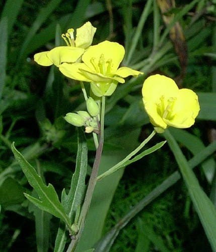 3000 SHOGOIN TURNIP White Japanese Brassica Rapa Root & Greens Vegetable Seeds