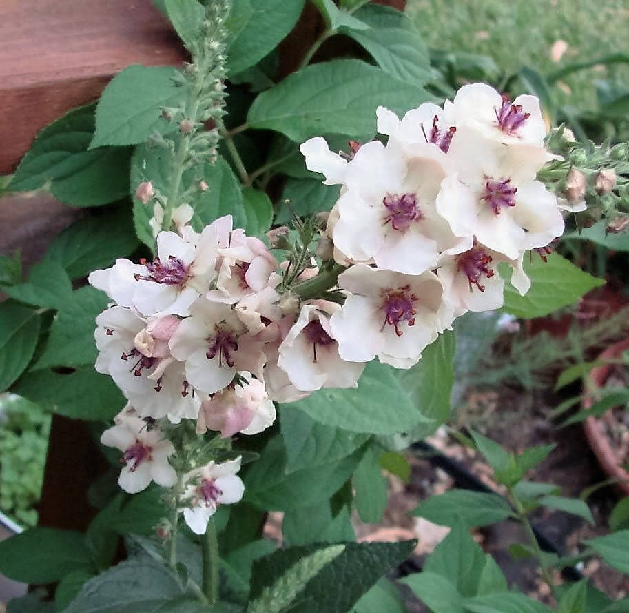 50 WEDDING CANDLES VERBASCUM Chaixii Album Mullein White Purple Flower Seeds